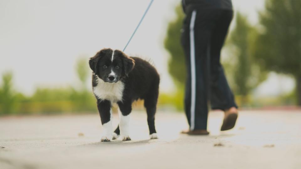 Norėdami išmokyti savo šunį laikytis švaros, kuo dažniau eikite su juo pasivaikščioti, o kai tai padarys, apdovanokite jį.
